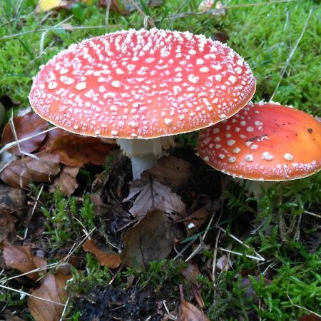 Gelbensande Moorhexe 아파트 외부 사진